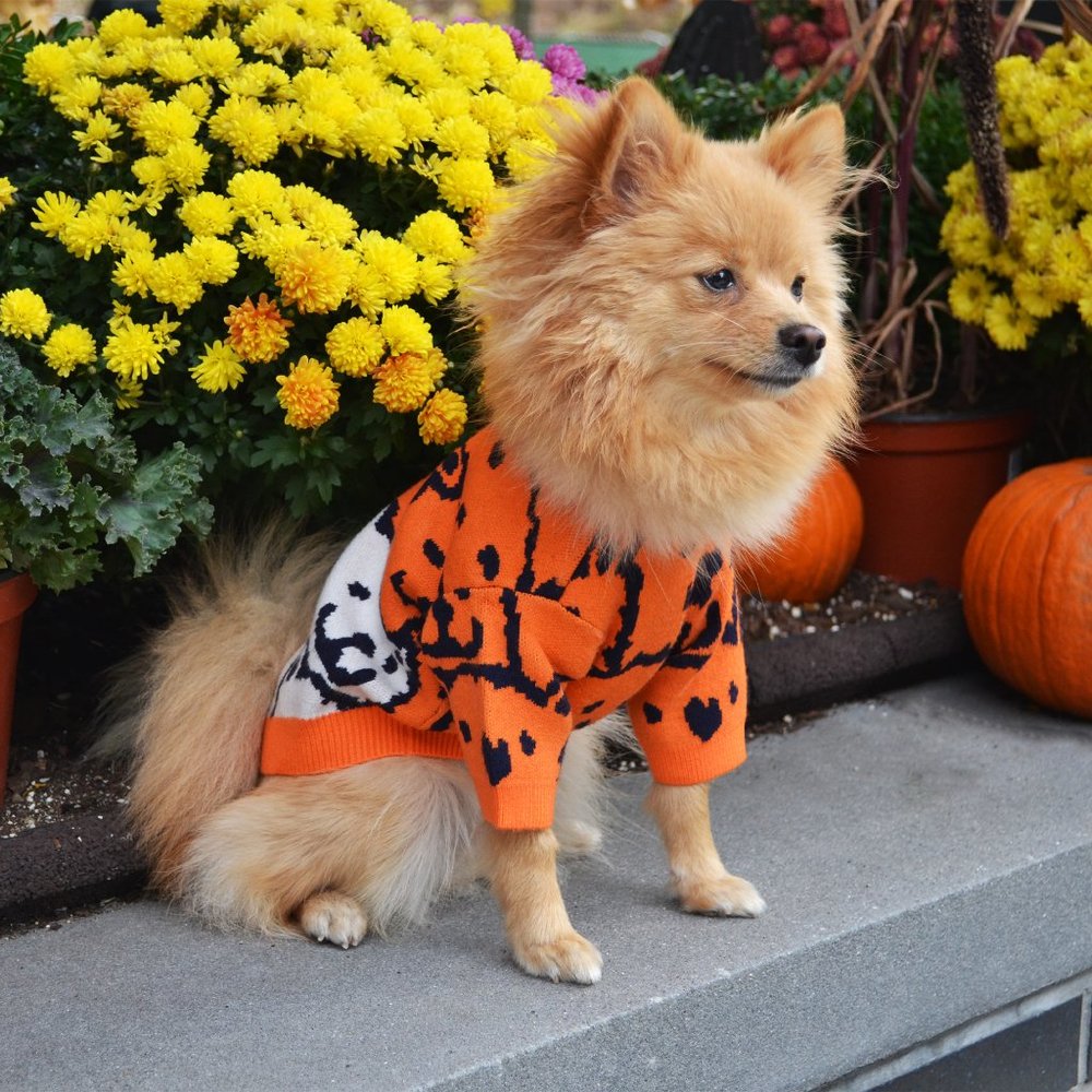 Orange Dog Knitted Dog Sweater / All season Dog Sweater
